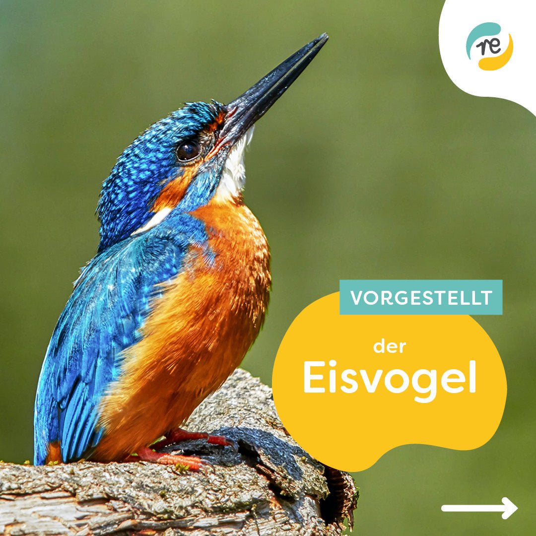 Bühne frei für den Eisvogel!