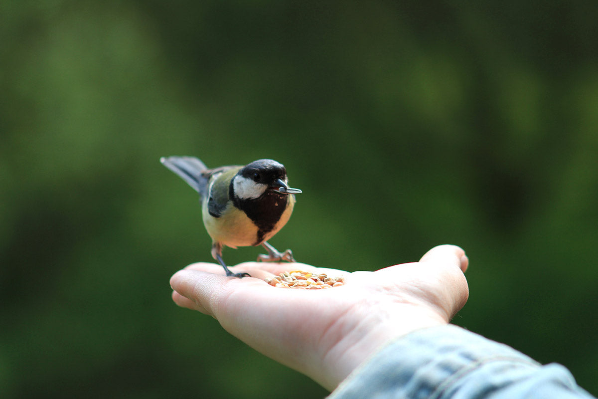 Wildvogel Kohlmeise frisst Koerner aus offener Hand, Moodfoto